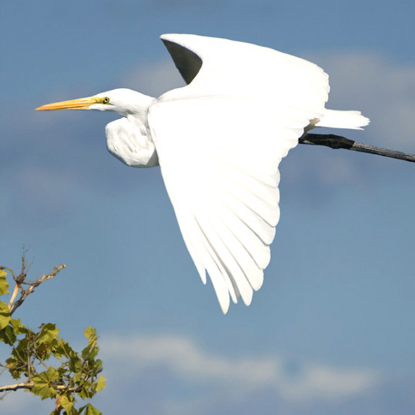 Observar aves – MAZATLÁN, AVENTURA Y ECOTURISMO
